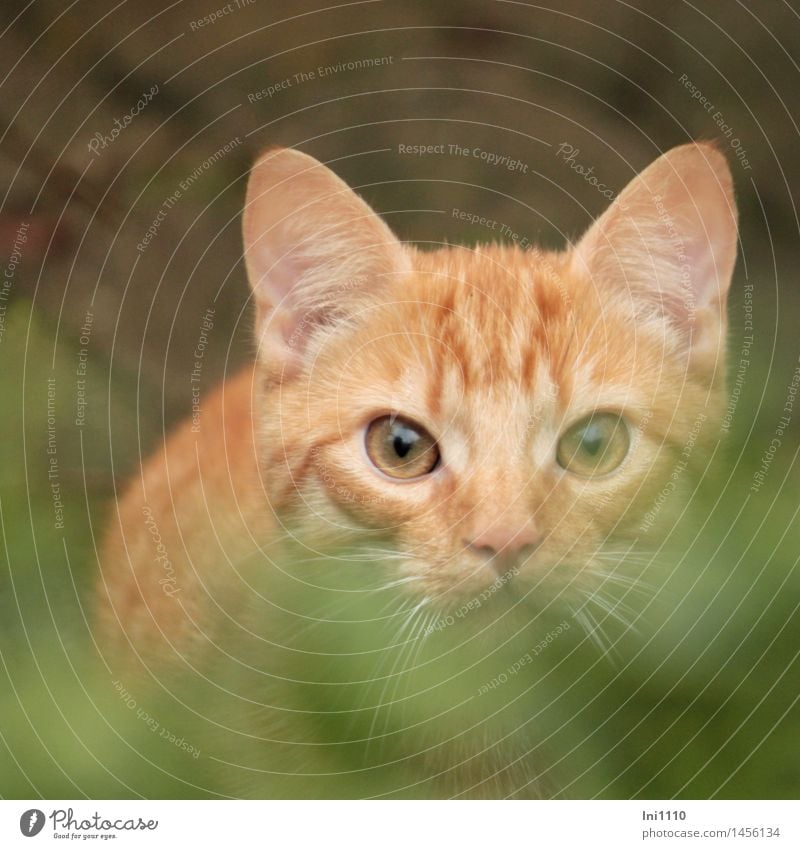 red tomcat in hiding Nature Garden Animal Cat Animal face Pelt 1 Observe Hunting Playing Jump naturally Cute Brown Green Orange Black White Joy Happy