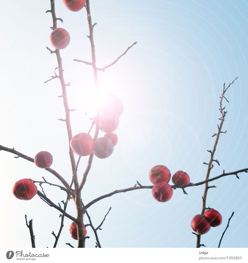 Apple tree in winter Fruit Nutrition Nature Cloudless sky Sun Sunlight Autumn Winter Climate Weather Beautiful weather Tree Fruit trees Branch Hang Fresh Bright