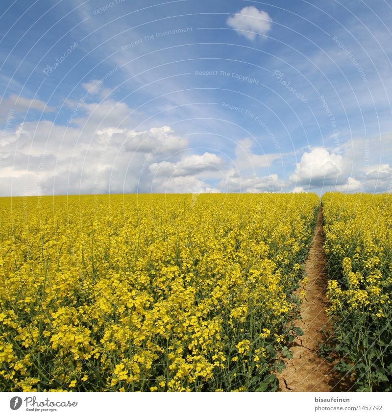 Rapeseed blossom - bee paradise or death trap? Landscape Earth Air Clouds Plant Agricultural crop Field Lanes & trails Resolve Growth Far-off places