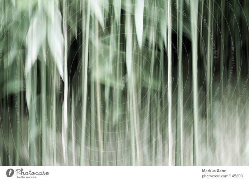 warped Distorted Art Abstract Discern Vertigo Green Line Forest Undergrowth Bushes Leaf Transience perceptual disorder Blur