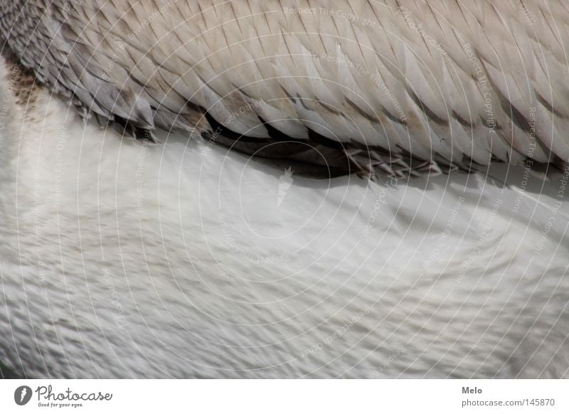 wenn sie fliegt... Pelican Detail Flesh fly Animal feder federn tier flügel gefieder freiheit ausschnitt flies