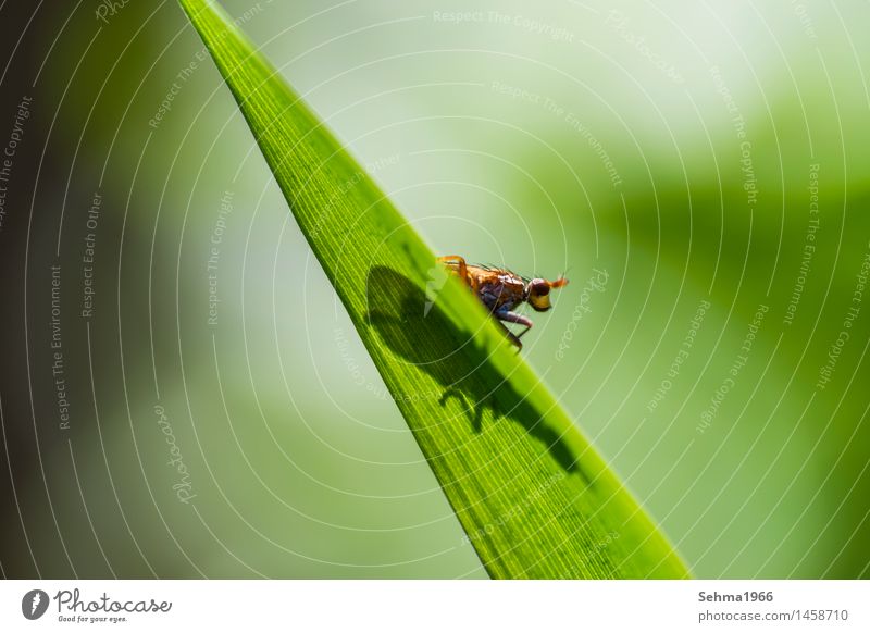 Insect on a leaf looks curiously at its surroundings Nature Landscape Plant Animal Sun Summer Beautiful weather Grass Meadow Animal face Wing 1 Observe Crawl