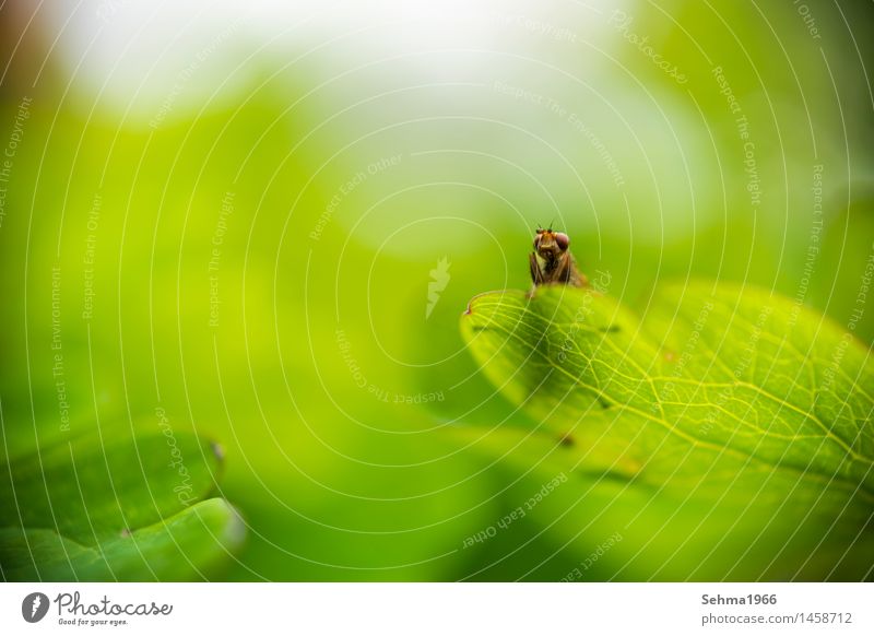 Insect on a leaf looks relaxed into the round Environment Nature Landscape Plant Animal Summer Grass Bushes Meadow Animal face 1 Observe To enjoy Crouch