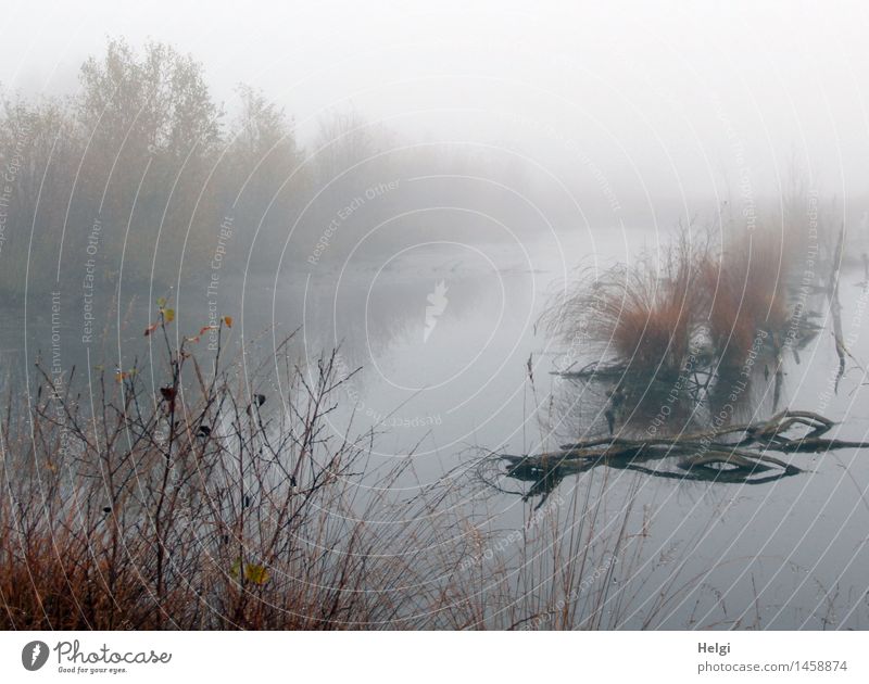 fog in the moor... Environment Nature Landscape Plant Water Autumn Fog Grass Bushes Wild plant Branch Bog Marsh Moor lake Stand To dry up Growth Esthetic