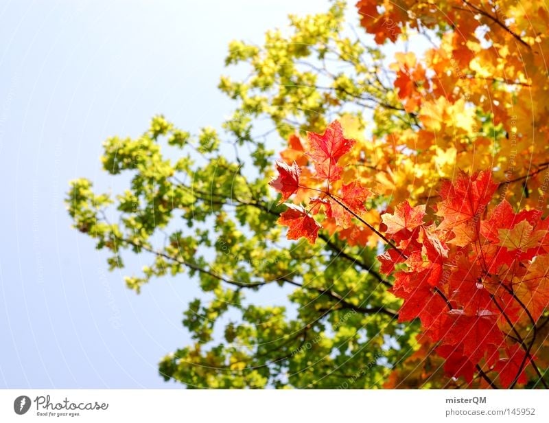What A Beautiful Day - Autumn Day Leaf Tree Nature Pure Esthetic Multicoloured Blue Sky Beautiful weather Wind Leaf canopy Green Leaf green End Seasons Red