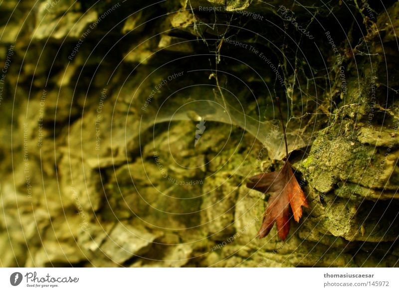 At the sandstone rock... Sandstone Leaf Brown Autumn Mountain Rock spider web green dark Bright Contrast Calm Balanced Old hang Individual