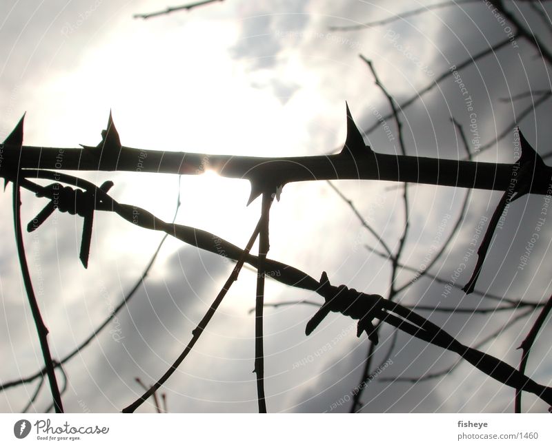 thorns and barbed wire Barrier Exclusion zone Light Clouds Historic Sun