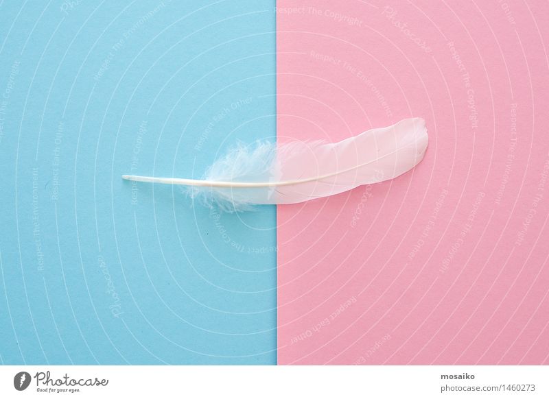 white feather on blue and pink paper background Style Design Beautiful Personal hygiene Body Skin Face Cosmetics Make-up Health care Wellness Life Harmonious