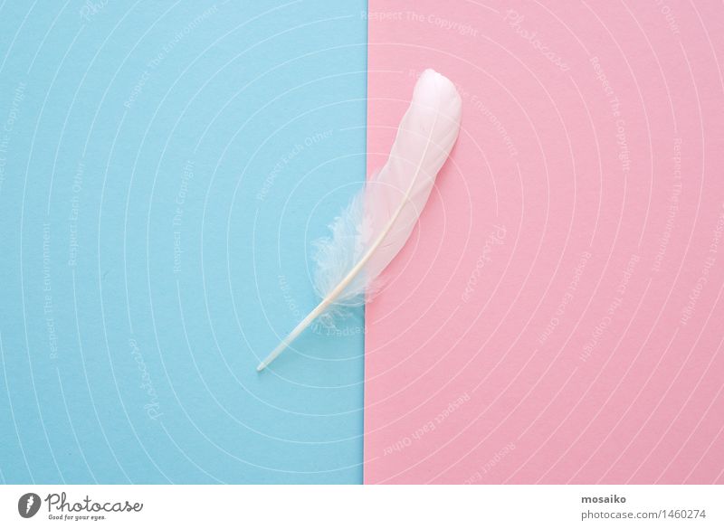 white feather on blue and pink paper background Lifestyle Elegant Beautiful Wellness Harmonious Well-being Senses Relaxation Calm Meditation Spa Massage Fitness