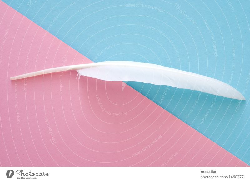 white feather on blue and pink paper background Lifestyle Luxury Style Design Beautiful Healthy Fitness Wellness Harmonious Well-being Contentment Senses