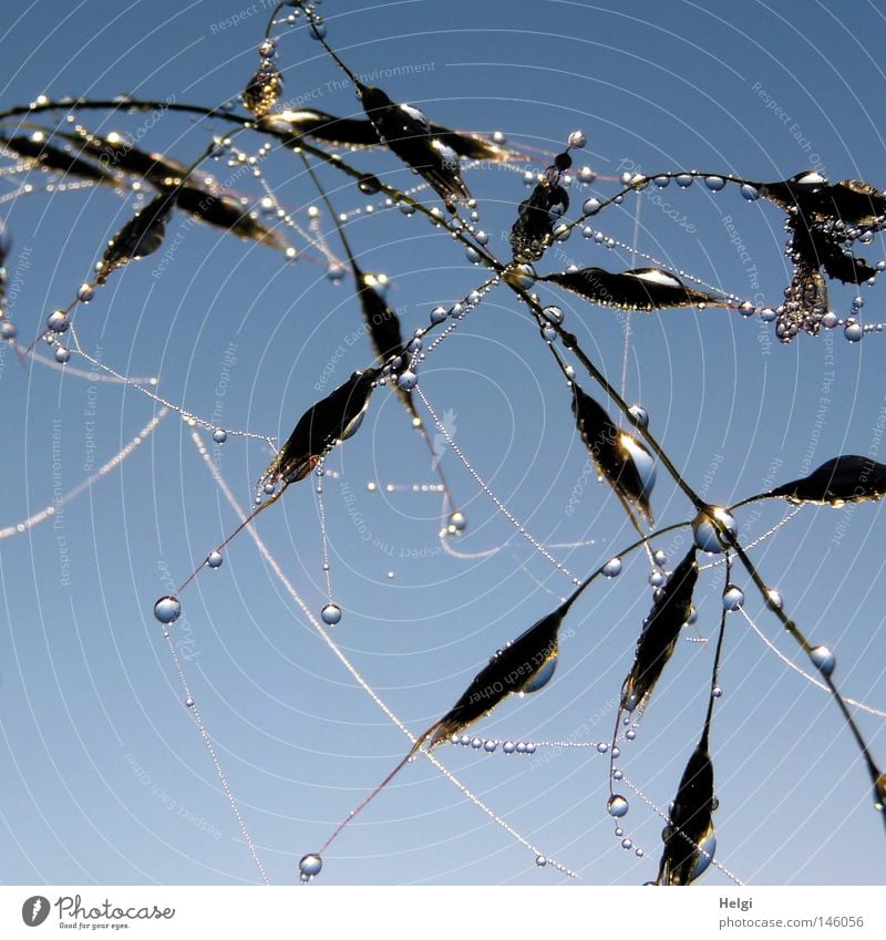 Close-up of spider threads and drops on a blade of grass against a blue sky Row Side by side Large Small Diminutive Drops of water Water Dew Clarity Transparent