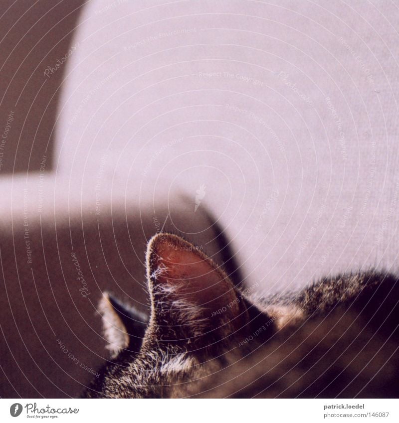 eavesdroppers Cat Ear Sofa Listening Radar station Sleep Animal Slouch Dive Pelt Pet Feed feign feline Cat's ears Hair and hairstyles mackerelled Sunbathing