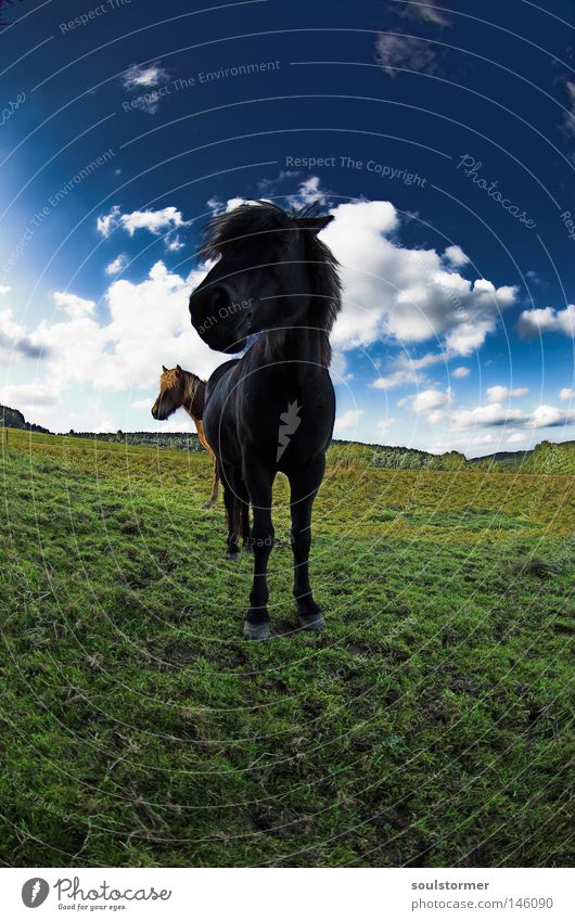Iceland power! Horse Pony Meadow Icelander Pasture To feed Sky Grass Green Clouds Fisheye Wide angle Far-off places Nature Pair of animals Hatred Black Brown
