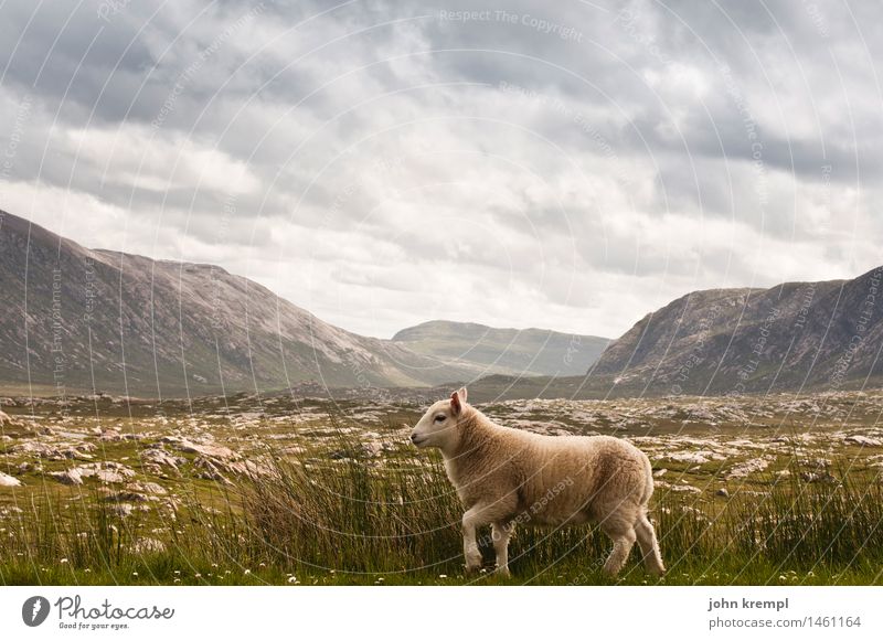 Passover sheepant Nature Landscape Clouds Grass Meadow Hill Rock Mountain Scotland Highlands Farm animal Sheep 1 Animal Going Friendliness Healthy Cuddly