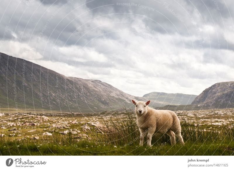 Sheep in original condition Clouds Storm clouds Summer Hill Mountain Highlands Scotland Deserted Farm animal 1 Animal Baby animal Looking Stand Friendliness