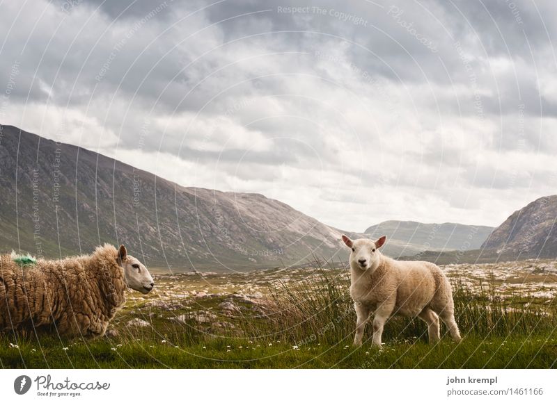 We'll make that Nature Landscape Sky Clouds Grass Hill Mountain Scotland Highlands Animal Farm animal Sheep 2 Baby animal Cuddly Curiosity Cute Positive