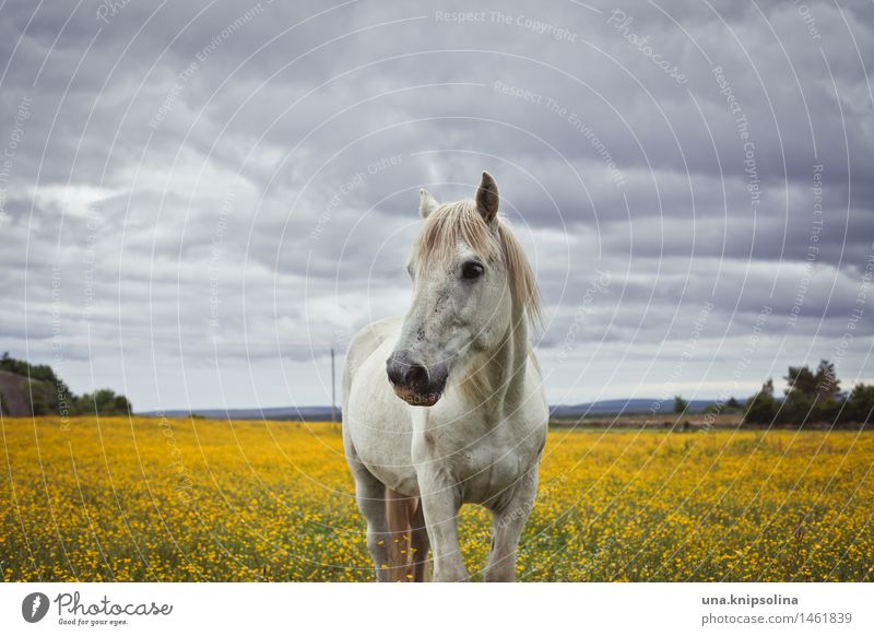 Mould in Scotland Horse Gray (horse) Meadow Flower meadow Animal portrait white horse yellow flowers Cloudless sky Field Landscape