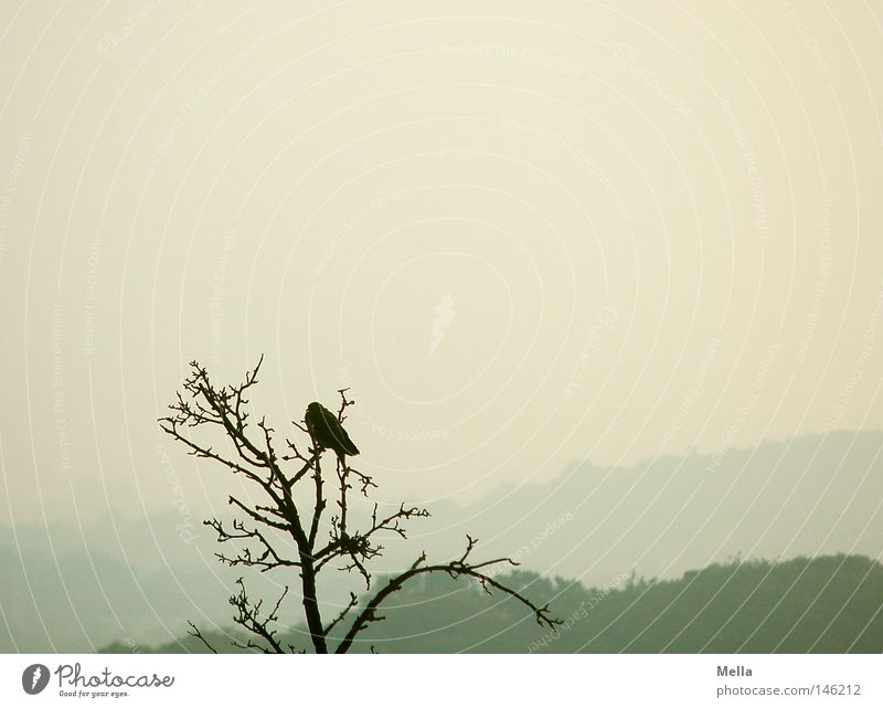 single Environment Nature Autumn Bad weather Fog Tree Animal Bird Crow 1 Crouch Sit Tall Natural Above Gloomy Gray Treetop Twigs and branches Bleak