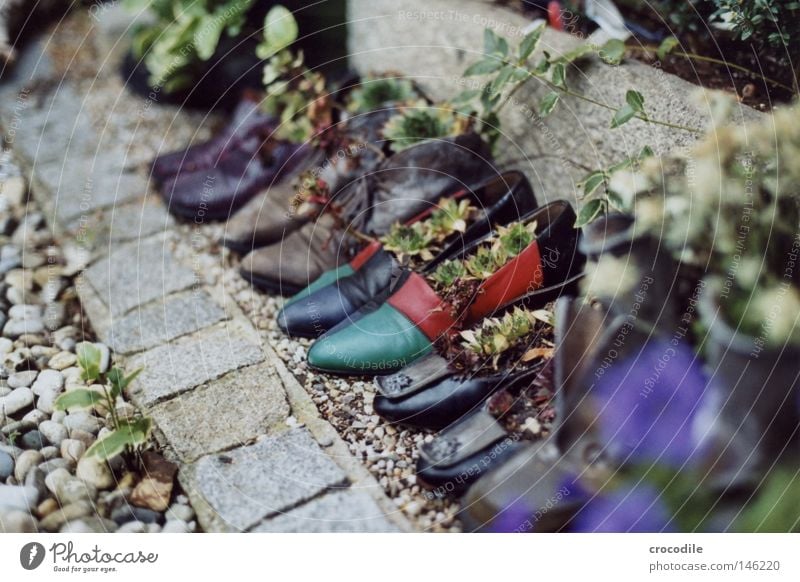 shoe parade Footwear Going Boots Leather Multicoloured Blur Analog Single-lens reflex camera Garden Plant Growth Life Pot Stone Recycling Granite Green