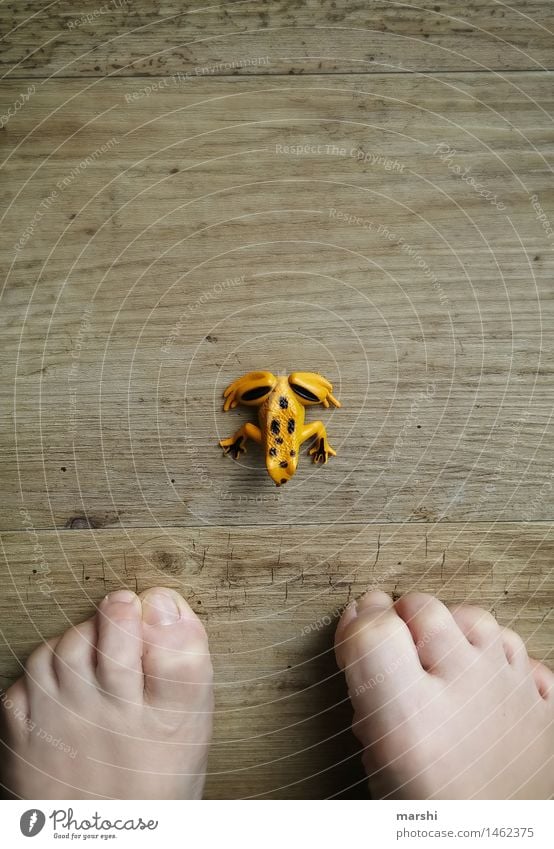 encounters Human being Feet 1 Moody Toes Encounter Frog Fear Yellow Wooden floor Idea wittily Animal Animalistic Colour photo Interior shot Detail Day