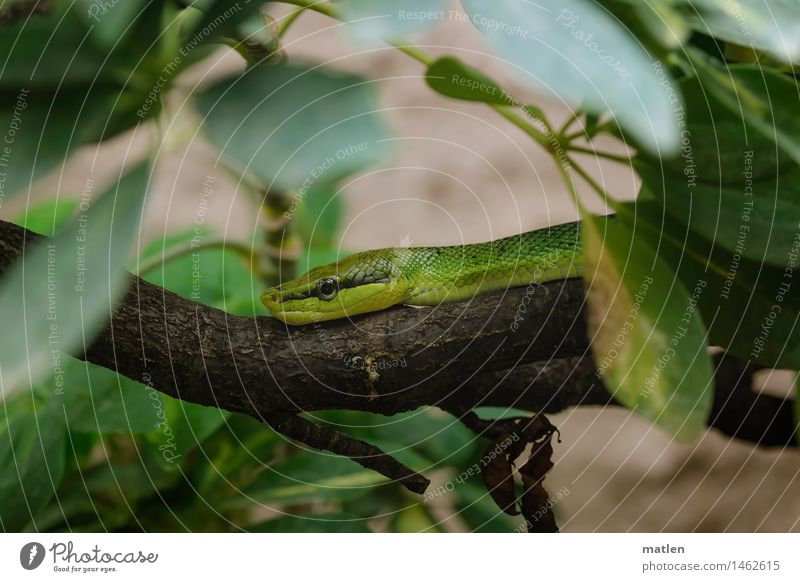 garden boa Plant Animal Tree Leaf Snake Lie Brown Gray Green Tree trunk Garden tree boa Observe Camouflage Colour photo Subdued colour Detail Deserted