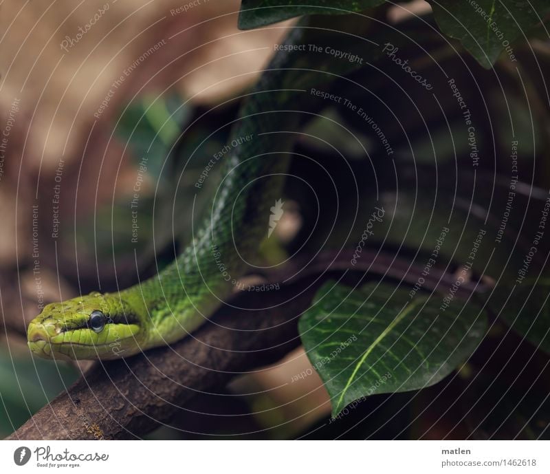 garden boa Zoo Bushes Animal Snake Animal face Scales 1 Threat Exotic Brown Yellow Green Black Branch Leaf Boa Colour photo Subdued colour Close-up Deserted