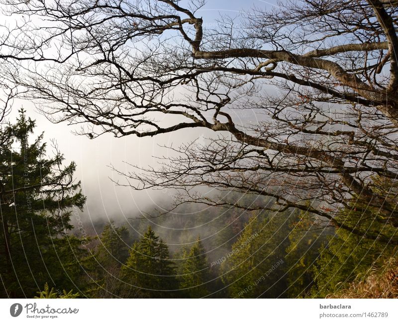 storm height Hiking Nature Landscape Sky Climate Wind Gale Fog Tree Twigs and branches Forest Mountain Moody Power Environment Colour photo Exterior shot