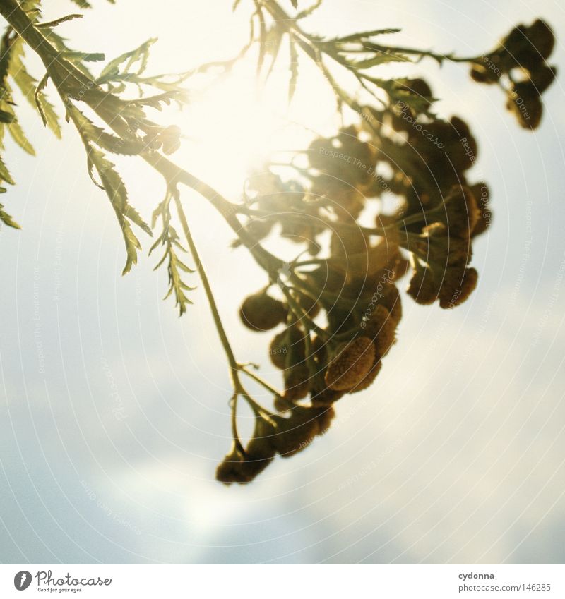 wormwood Plant Calm Nature Macro (Extreme close-up) Close-up Detail Flower Blossom Idyll Green Yellow Beautiful Small Delicate Sun Light Warmth Life Sky