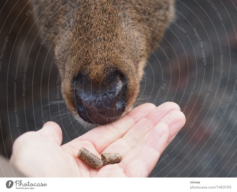 Deer III Food Human being Fingers 1 30 - 45 years Adults Zoo Nature Animal Wild animal Roe deer Observe Discover To feed Feeding Crouch Free Together Delicious