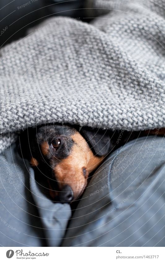 doggedly overslept Living or residing Flat (apartment) Sofa Animal Pet Dog Animal face Dachshund 1 Blanket Relaxation Sleep Cute Safety (feeling of)