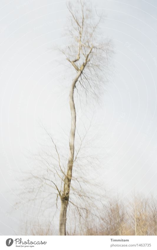 How do I feel? Environment Nature Plant Sky Winter Tree Forest Esthetic Tall Individual Bleak Irritation Unclear Motion blur Colour photo Exterior shot Deserted
