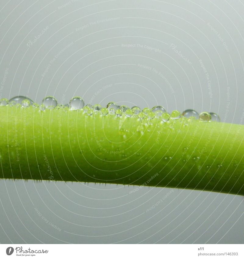 Drop with stem Drops of water Flower Blossom Plant Growth Tulip Green Rain Spring Curved Glittering Wet Transparent Stalk Macro (Extreme close-up) Close-up