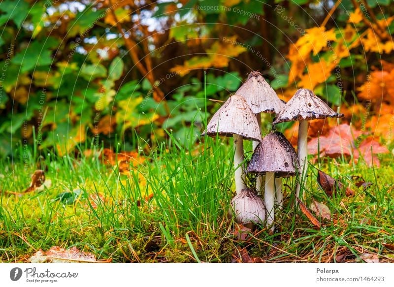 Mushrooms in the forest in the fall Beautiful Summer Nature Plant Autumn Grass Moss Leaf Park Meadow Forest Growth Fresh Natural Wild Brown Green Dangerous