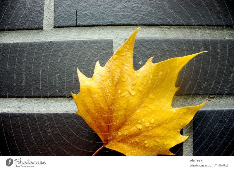 The golden leaf Contrast Drops of water Autumn Rain Leaf Brick Yellow Gold Indian Summer Maple tree Wall (building) Seam Tilt