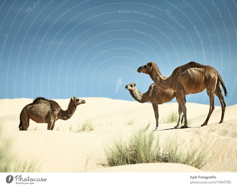 camels Vacation & Travel Tourism Trip Adventure Safari Expedition Nature Landscape Animal Sand Warmth Drought Desert Dromedary Camel 3 Group of animals Herd