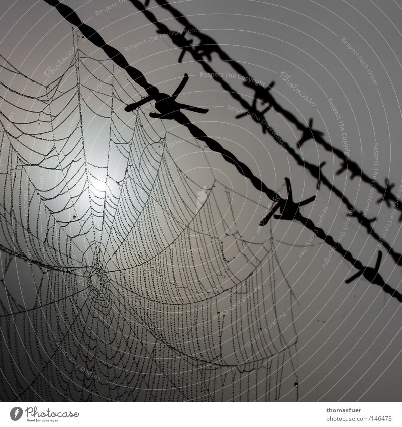 Cobweb on barbed wire Spider's web Wire Barbed wire Drops of water Dew Morning Gray Dread Captured Surveillance Ministry for Internal Security Dark Indifference