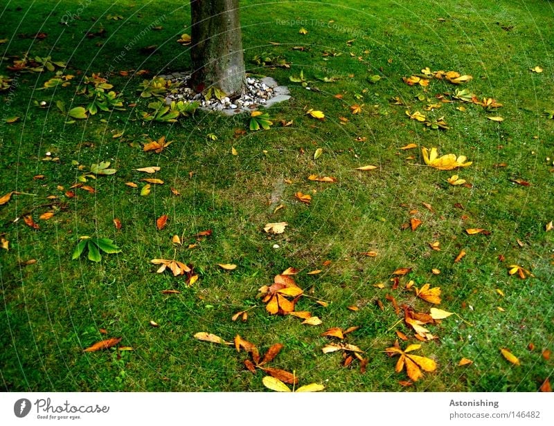 the leaf does not fall far from the trunk Nature Earth Autumn Tree Grass Leaf Meadow Yellow Green Tree trunk Ground Colour photo Fallen Autumn leaves