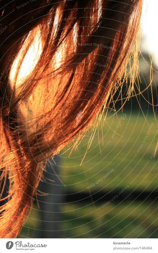 like the evening sun and hair in the wind Red Hair and hairstyles Evening Sun Field Green Meadow Curl Waves Long Fence Wind Emotions Free Freedom Happy Autumn
