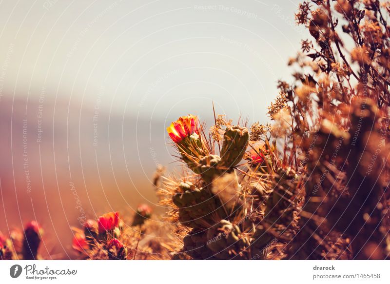 Blooming Nature Plant Blossom Wild plant Hill Mountain Canyon Beautiful Small Cute Point Cactus Cactus flower Cactus field drarock Colour photo Exterior shot