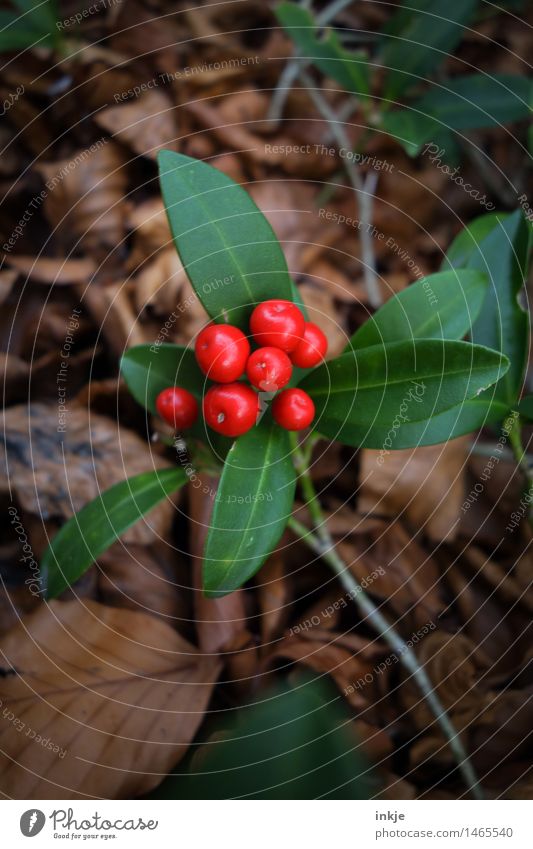 Chinese holly Plant Autumn Bushes Leaf Foliage plant Exotic Holly Ilex Berries Garden Round Brown Green Red Nature Colour photo Exterior shot Close-up Detail