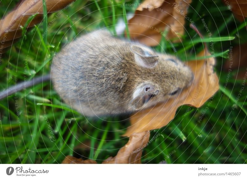 ouch Animal Autumn Grass Leaf Meadow Wild animal Mouse 1 Crouch Broken Emotions Hollow Restful Break Harm Wound Colour photo Exterior shot Close-up