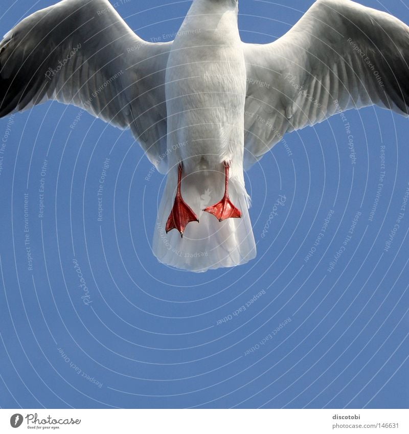 Flat-footed Gull Air Sky Cloudless sky Summer Bird Wing Seagull 1 Animal Flying Elegant Blue Gray Red White Bright background Partially visible Section of image