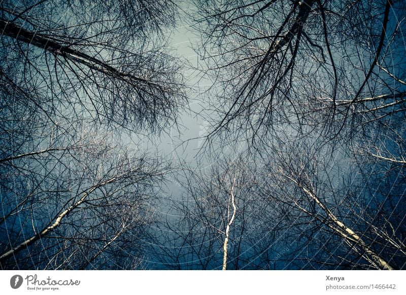 Bleak forest - treetops Environment Nature Sky Winter Plant Forest wood Blue Black White Mirkwood Sparse Twigs and branches Mystic Exterior shot Deserted Day