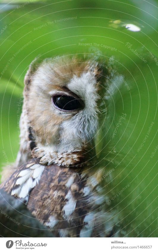 Tawny owl peeping out from behind leaves Strix Owl birds Owl eyes Wood Owl Observe Looking Brown Green White Hide Looking into the camera Plumed
