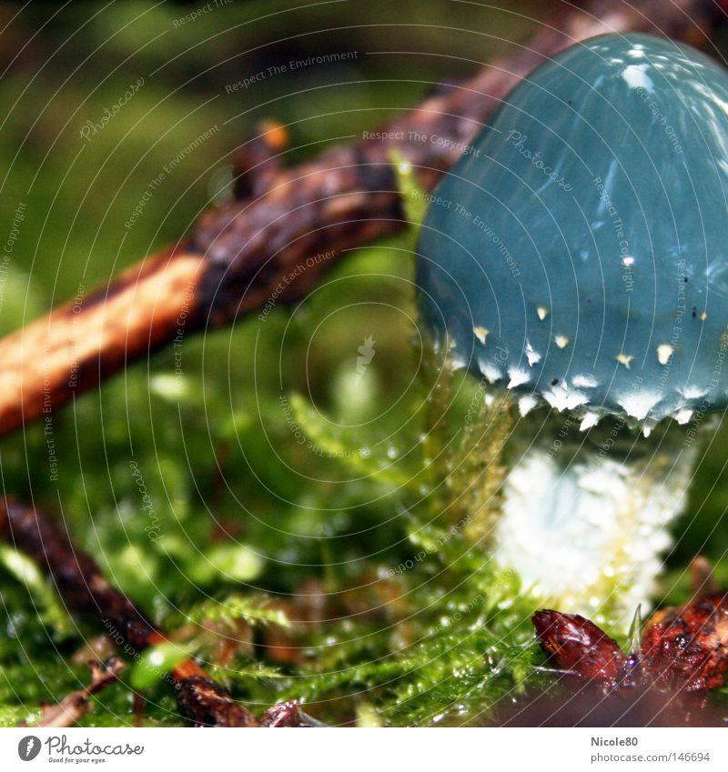 blue mushroom Blue Mushroom Drops of water Woodground Green Peace Autumn Macro (Extreme close-up) Close-up Peaceful