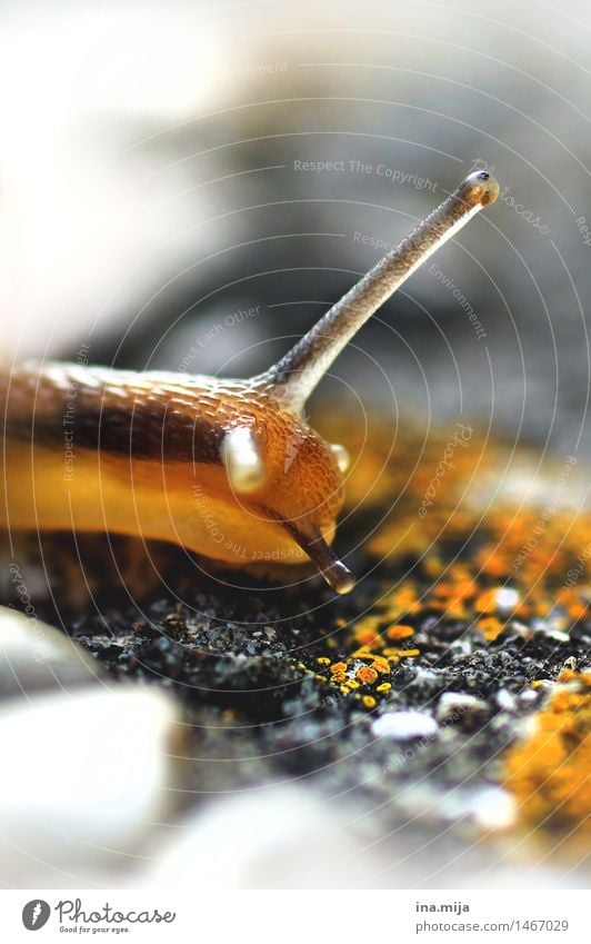 in slow motion Environment Nature Animal Spring Summer Autumn Wild animal Snail 1 Near Slowly Slimy Eyes Snail slime Yellow Looking Observe Small Diminutive
