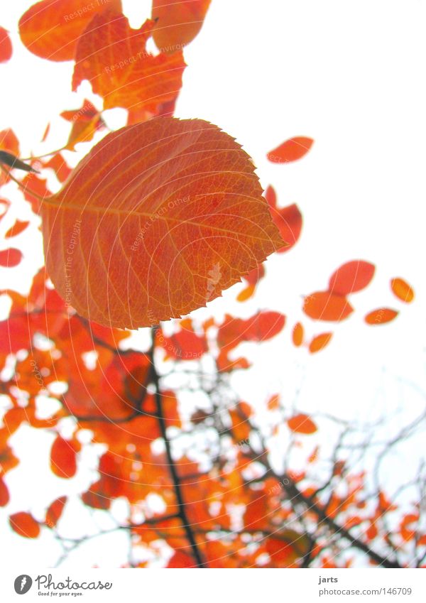 gold leaf Leaf Tree Autumn Wind Autumn wind Gold Sky jarts