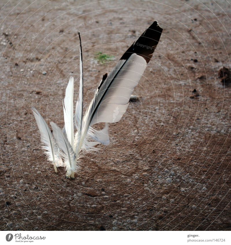 Sand, salt and feathers Art Work of art Earth Dark Bright Dry Brown Feather Salt Crack & Rip & Tear Hard Delicate Feather shaft Fix Salty Smooth Rough Ground