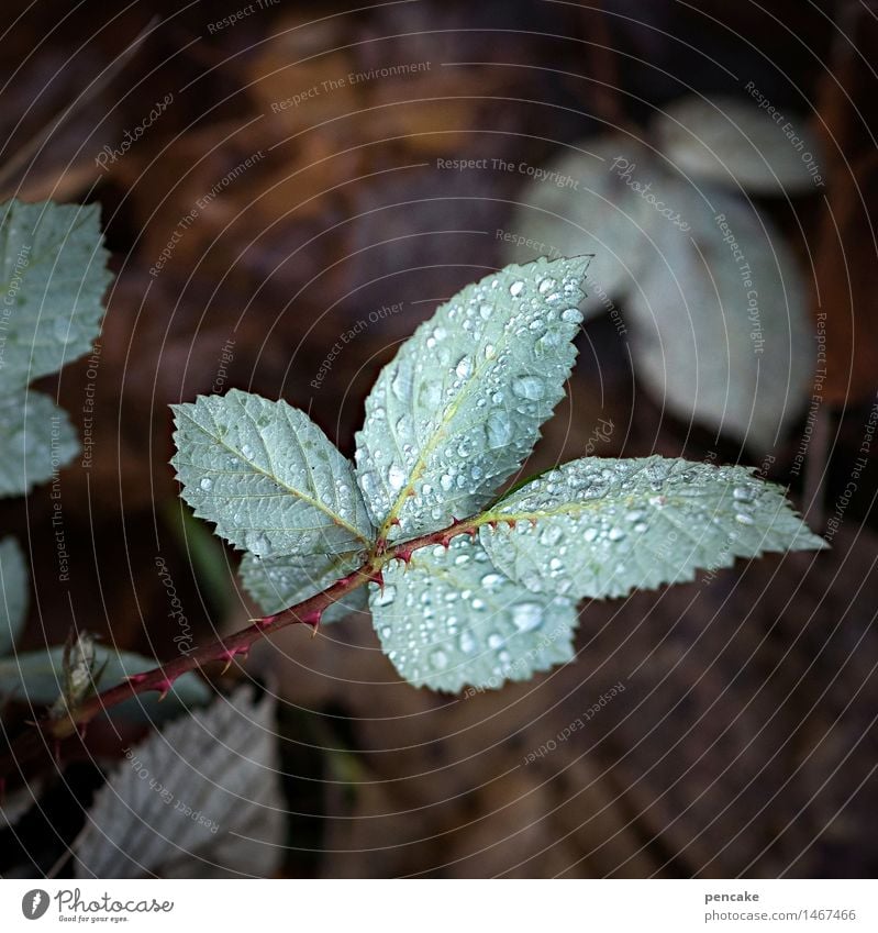 tau, look, who Nature Plant Elements Earth Drops of water Autumn Winter Leaf Forest Sign Damp Blackberry leaf Dew Blue-green Thorn Wet Colour photo