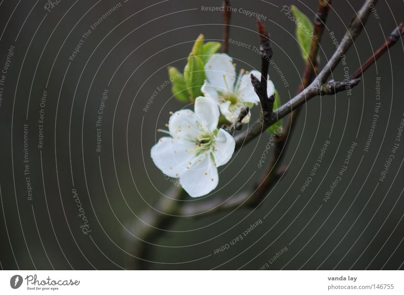 apple blossom Blossom Flower Delicate Nature Plant Fruit Cherry Fruit trees Branchage Twigs and branches Green Spring Blossoming Life Innocent 2 Stick White